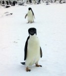 A Penguin or a Guinness?