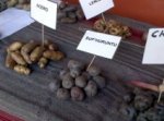 Potato Festival Display in Cusco, Peru