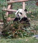 Life is good at the Panda Reserve in Chengdu!