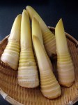 Fresh Bamboo Shoots