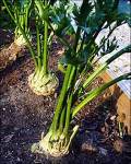 Celeriac, Grown for the Bulbous Root