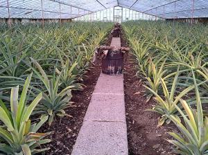 Pineapple Greenhouse in the Azores