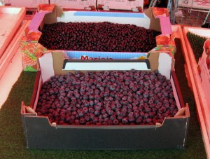 Cultivated and Wild Blueberries